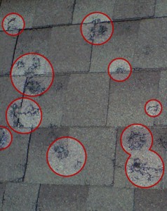 Roof damage from hail - 3-tab asphalt shingles Roof damage from hail - 3-tab asphalt shingles